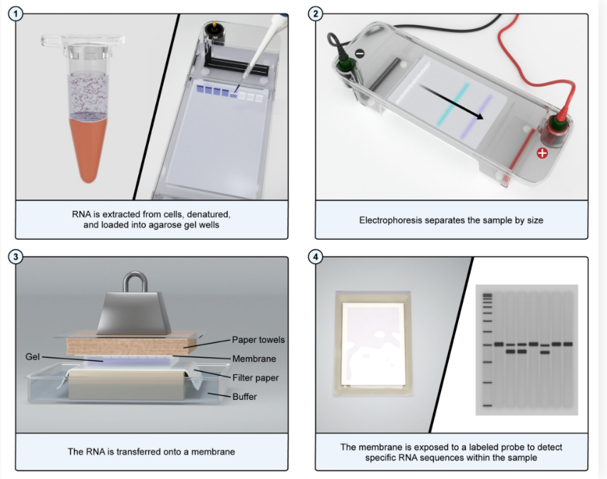 <ul><li><p>Identify known fragments of RNA using an RNA probe</p></li><li><p>Conducted in a similar fashion to the Southern Blot but using RNA</p></li></ul><p></p>