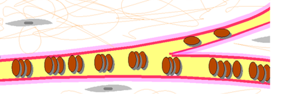 <p>what do the endothelial cells go to after breaking free?</p>