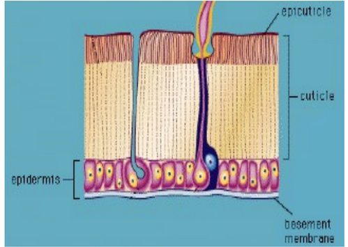 <p>Arthropod exoskeletons</p>