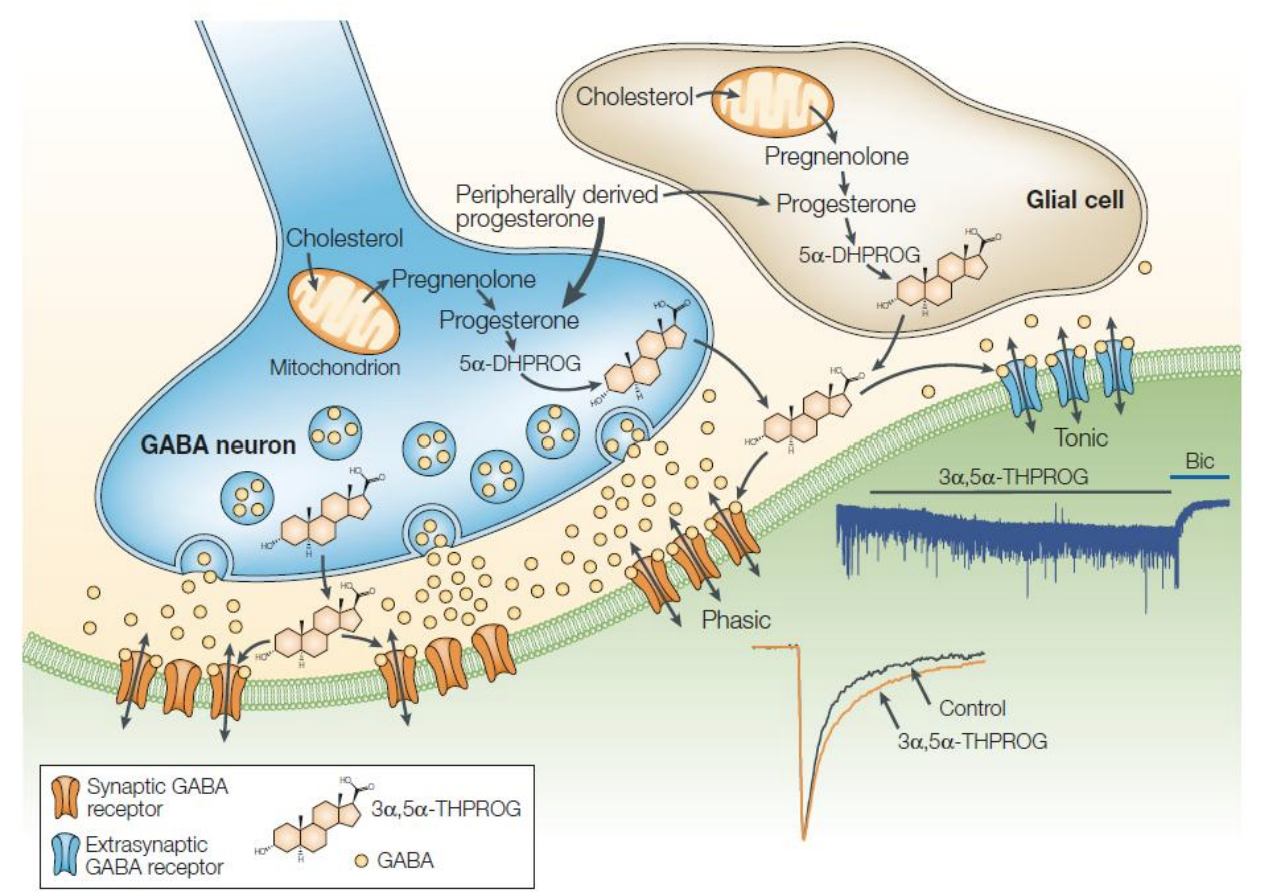 <ul><li><p>The activity of GABA at its receptor can be modified by many compounds, including <strong>neuroactive steroids</strong>.</p></li></ul><div data-type="horizontalRule"><hr></div><ul><li><p>steroids can act on receptors; tuning role increasing activation of receptor in presence of GABA (pregnenolone, progesterone etc.)</p></li><li><p>positive, allosteric modulators b/c of delta receptors (they will tune up in presence of GABA)</p></li></ul><p></p>