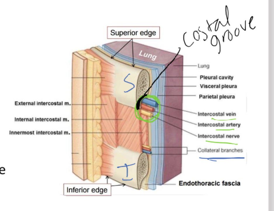 <ul><li><p><span>Between the ribs are intercostal spaces<br>named for the superior rib</span></p></li><li><p><span> Inside are 2 nerves and sets of blood vessels:</span></p><ul><li><p><span><strong>Main intercostal nerve</strong>, <strong>artery </strong>and <strong>vein</strong> are found in the<br>costal groove of the superior rib</span></p></li><li><p><span><strong>Collateral branches</strong> are found just above the inferior rib</span></p></li></ul><p></p></li><li><p><span>Space below the 12th rib is the subcostal space</span></p></li></ul><p></p><p><strong><mark data-color="#NaNNaNNaN" style="color: inherit;">Costal groove is on inferior aspect of rib, which gives notch space for vein, artery, and nerve</mark></strong></p><p></p>