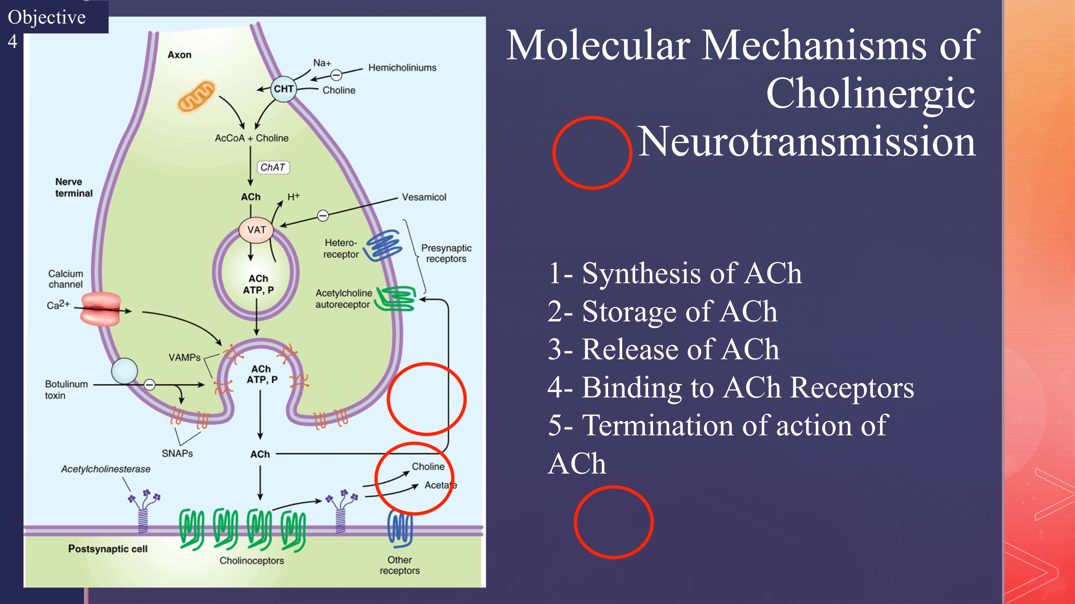 <p>What are the 5 steps involved in neurotransmission?</p>