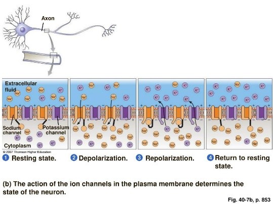 <ul><li><p>Phase 0 — Resting potential and slow depolarisation</p></li><li><p class="MsoListParagraphCxSpMiddle">Phase 1 — Fast depolarisation</p></li><li><p class="MsoListParagraphCxSpMiddle">Phase 2 — Repolarisation</p></li><li><p class="MsoListParagraphCxSpMiddle">Phase 3 — Afterhyperpolarisation</p></li><li><p class="MsoListParagraphCxSpMiddle"><span style="font-family: "Times New Roman"; line-height: normal; font-size: 7pt;"> </span>Phase 4 — Return to resting conditions</p></li></ul><p></p>