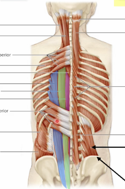 <p>Name purple muscle</p>