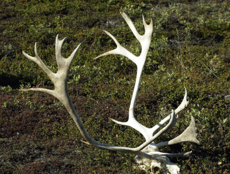 <p>To which Artiodactyl do these antlers belong to?</p>