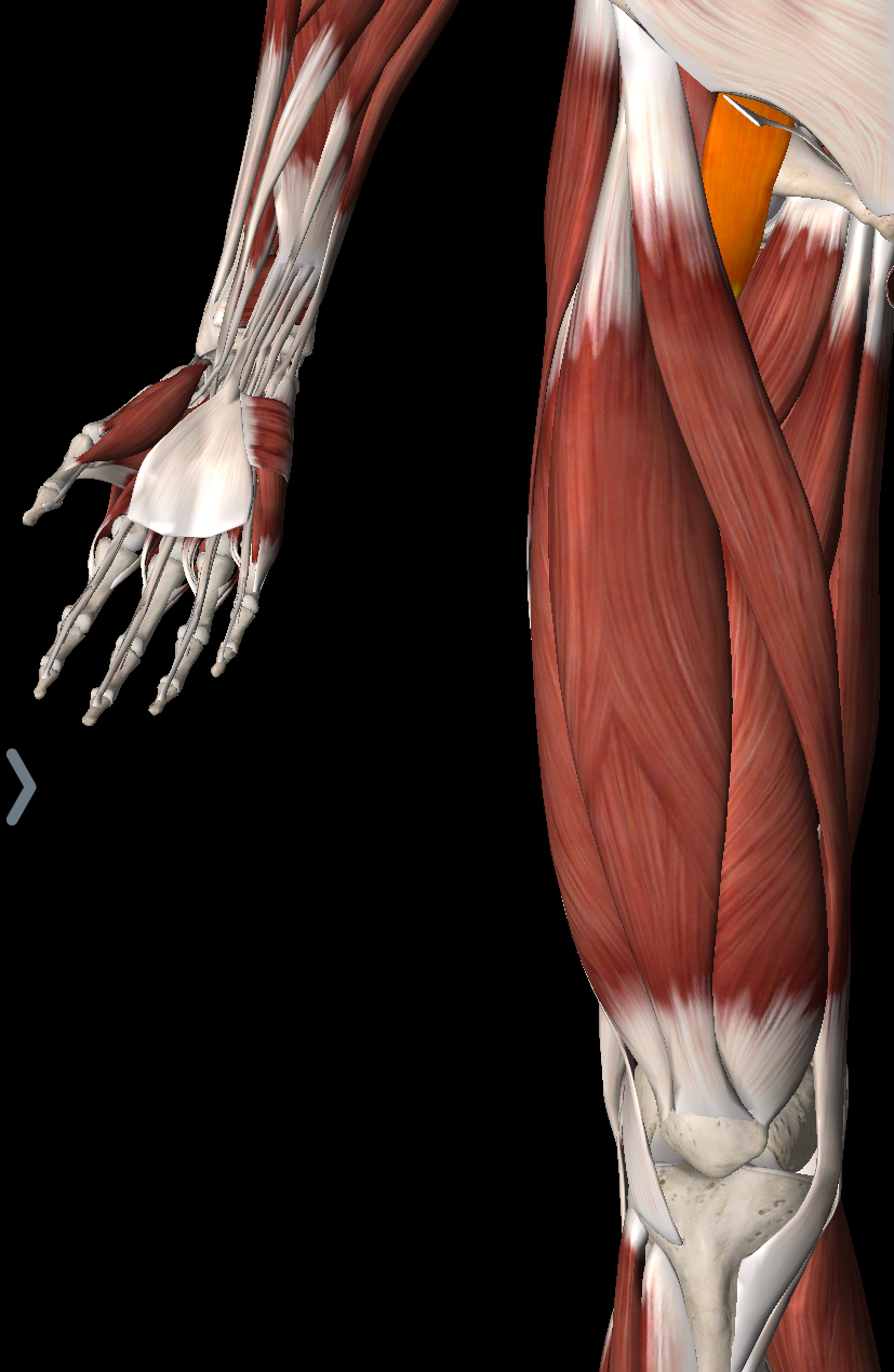 <p>What muscle is this?</p>