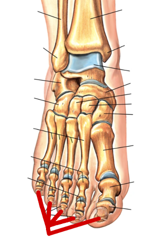 <p>Foot Bones</p>