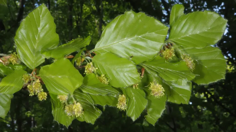 <p>shiny, almost glossy. hairs at margins</p>
