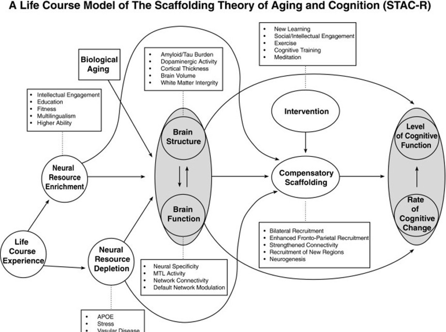<p>-Scaffolding theory of cognitive aging</p><p>•Aging = difficulty suppressing the default network of the brain</p><p>•Rely on backup pathways when the primary pathway fails</p>