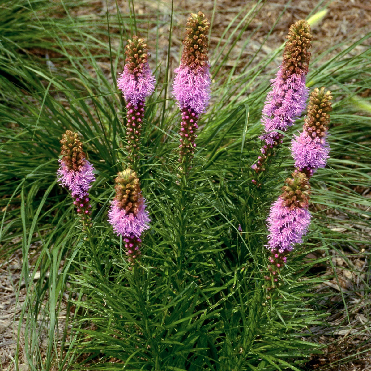 <p>Scientific Name</p>