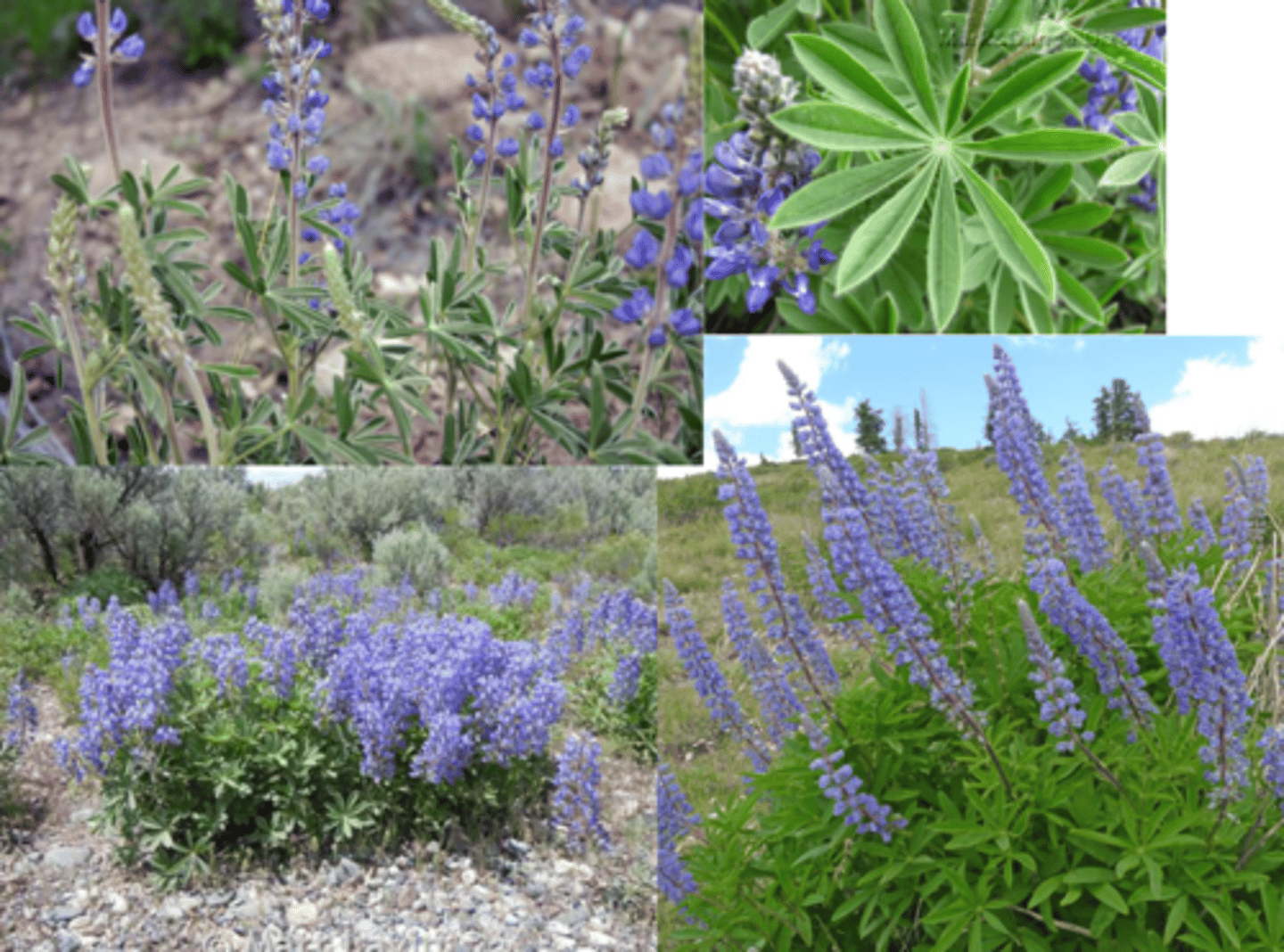 <p>Lupinus argenteus</p>