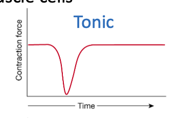 <p>Tonic contractions</p>