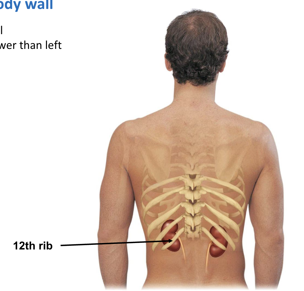 <ul><li><p><strong>Retroperitoneal </strong>(behind peritoneum)</p></li><li><p><strong>Right</strong> kidney is <strong>lower</strong> than the <strong>left</strong></p></li></ul><p></p>