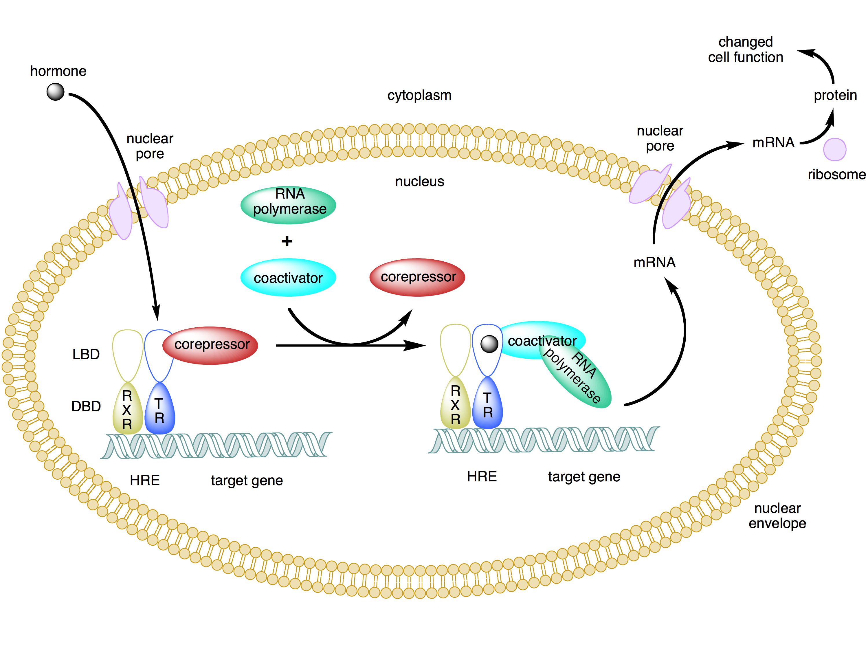 <ol><li><p>already hetero-dimerised, already bound to nucleus&nbsp;</p></li><li><p>inactive: requires repressor proteins to bind&nbsp;</p></li><li><p>active: hormone binds, co-repressor proteins moved and replaced by co-activators&nbsp;</p></li><li><p>co-activator complex activates gene, enhances transcription</p></li></ol><p></p>