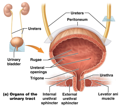 <p>Triangular region on the bladder floor made of</p><ul><li><p><strong>Two ureter openings with mucosal flaps</strong></p></li><li><p><strong>Internal urethral orifice</strong></p></li></ul><p></p>