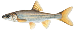 <p>GIla robusta</p>