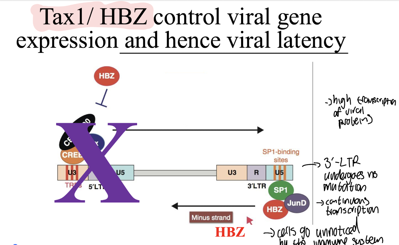 <p><strong>They <mark data-color="red" style="background-color: red; color: inherit;">regulate the expression of genes </mark><u><mark data-color="red" style="background-color: red; color: inherit;">involved in maintaining viral latency</mark></u><mark data-color="red" style="background-color: red; color: inherit;"> and activation from the latent state</mark></strong>, <strong>with Tax1 promoting viral transcription and HBZ maintaining latency. </strong></p><ul><li><p><u>5’ LTR is mutated</u> in most ATL cases meaning that <u><mark data-color="green" style="background-color: green; color: inherit;">HBZ is the only protein produced in infected cells</mark></u></p></li><li><p>Continuous transcription occurs as the 3’ LTR is not mutated.</p></li><li><p><strong>Immune evasion occurs</strong> as HBZ <u>interferes with immune responses</u> i.e. <strong>promotes immunosuppressive IL-10</strong> and modulates the host's immune system<mark data-color="red" style="background-color: red; color: inherit;"> to prevent elimination of infected cells. </mark></p></li></ul><p></p>
