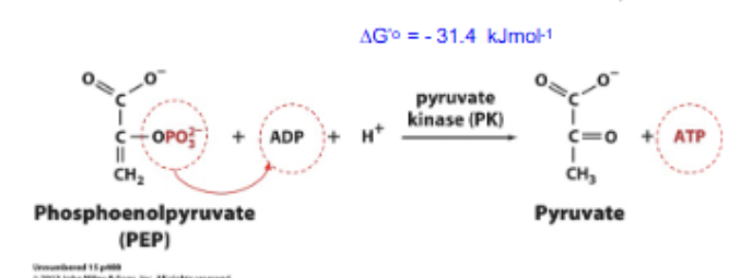 <p>SLP: PEP + ADP + H<sup>+</sup> <strong>→ </strong>ATP + Pyruvate. Highly exergonic, catalyzed by <strong>pyruvate kinase</strong>. </p>