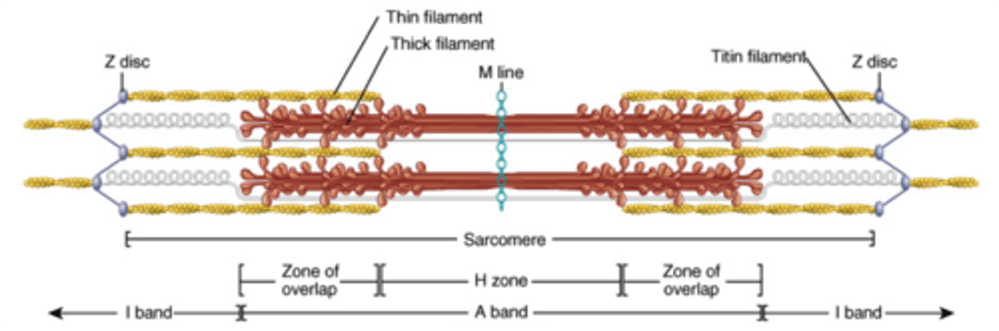 <p>The proteins of the myofibrils</p>