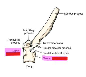 <p>Q: The body of each thoracic vertebra possesses a cranial and caudal …… </p><p>A. articular fovea </p><p>B. costal fovea </p><p>C. vertebral notch </p><p>D. transverse foramen</p>