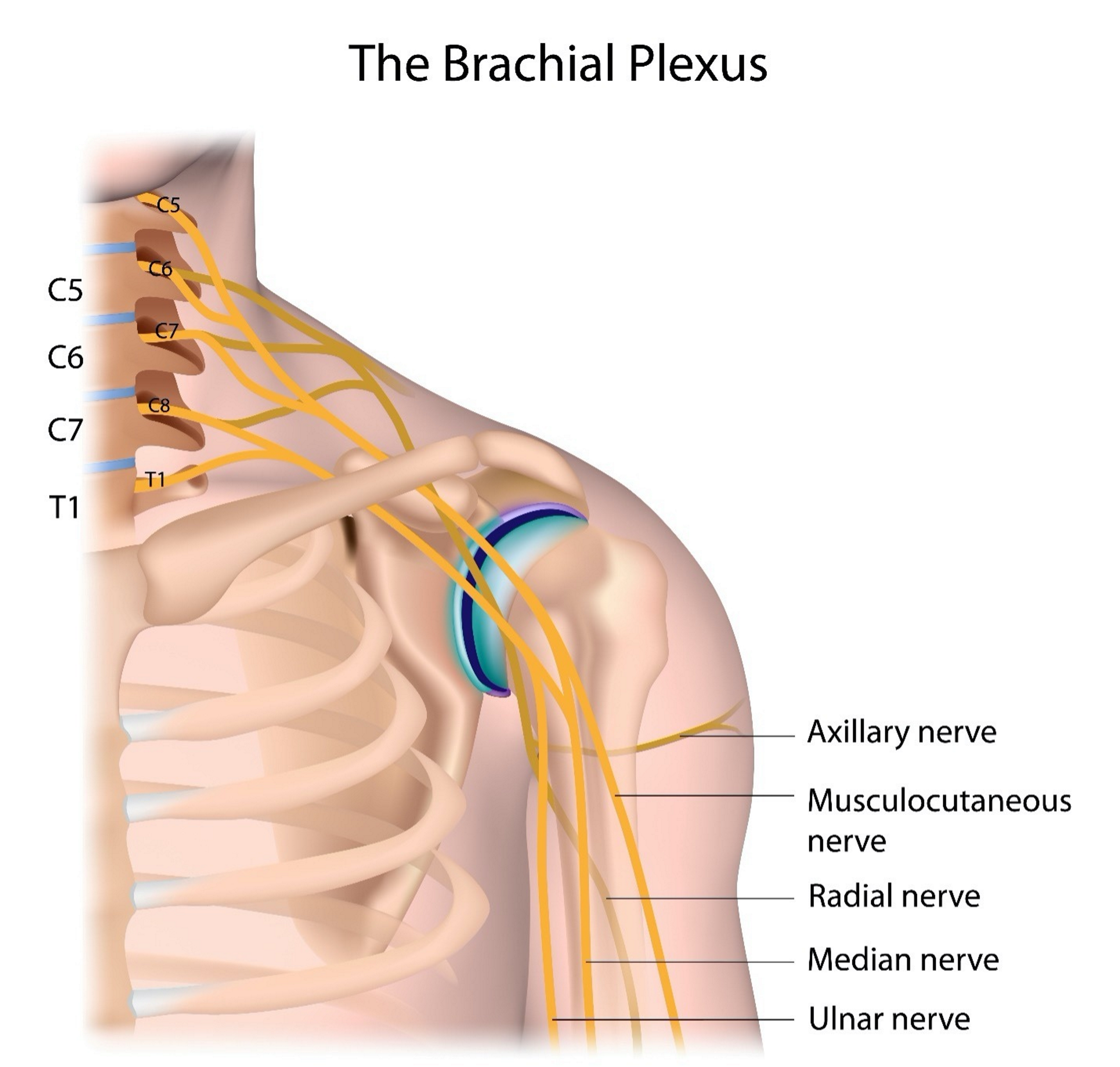 <ul><li><p>A plexus responsible for controlling the pectoral and arm.</p></li><li><p>A peripheral nerve is musculocutaneous.</p></li></ul><p></p>