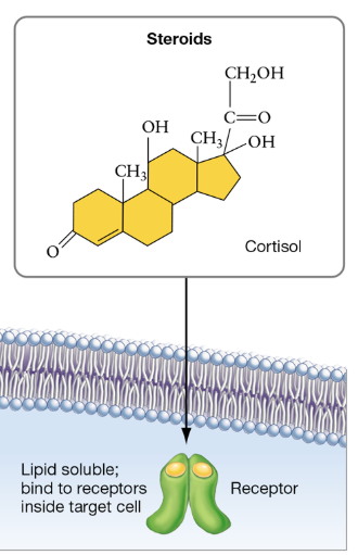 <p>Overview of steroid hormones</p>