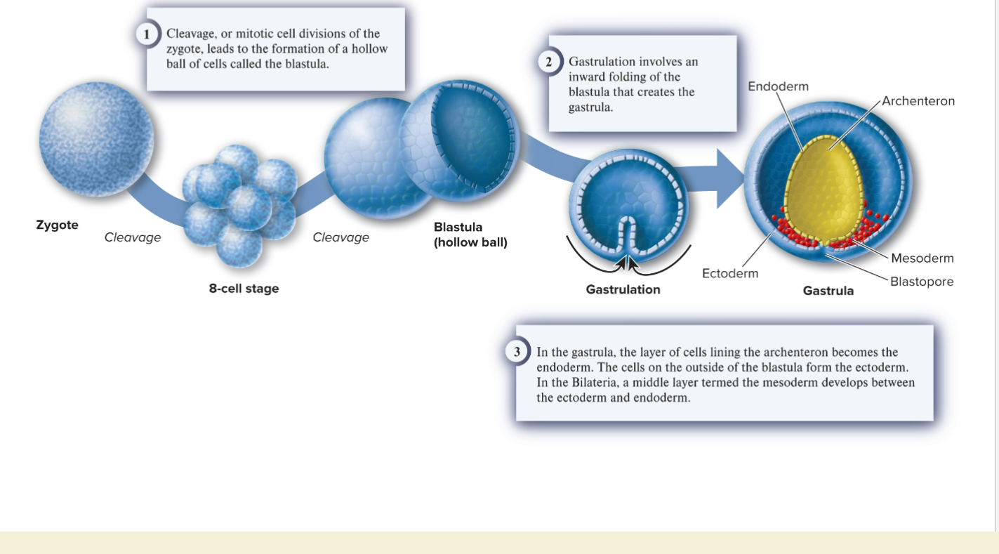 <p>Most animals reproduce sexually, producing a diploid zygote. Embryonic</p><p>development typically includes: the blastula stage and the formation of 3 germ</p><p>layers (ectoderm, mesoderm, endoderm). Some exceptions are</p><p>diploblastic.</p>