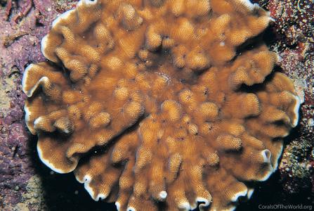 <p>Unifacial coral species that forms colonies.</p>