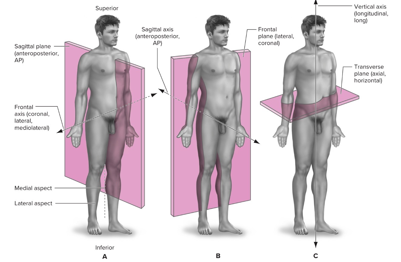 <p>Separates body into superior and inferior portions </p><p>Transverse/longitudinal </p><p>Rotation</p><p>Ex: Medial and lateral rotation at shoulder + hip, Left and right rotation of axial skeleton, pronation and supination at RUJ, knee</p><p>NOT: elbow, wrist, and ankle</p>