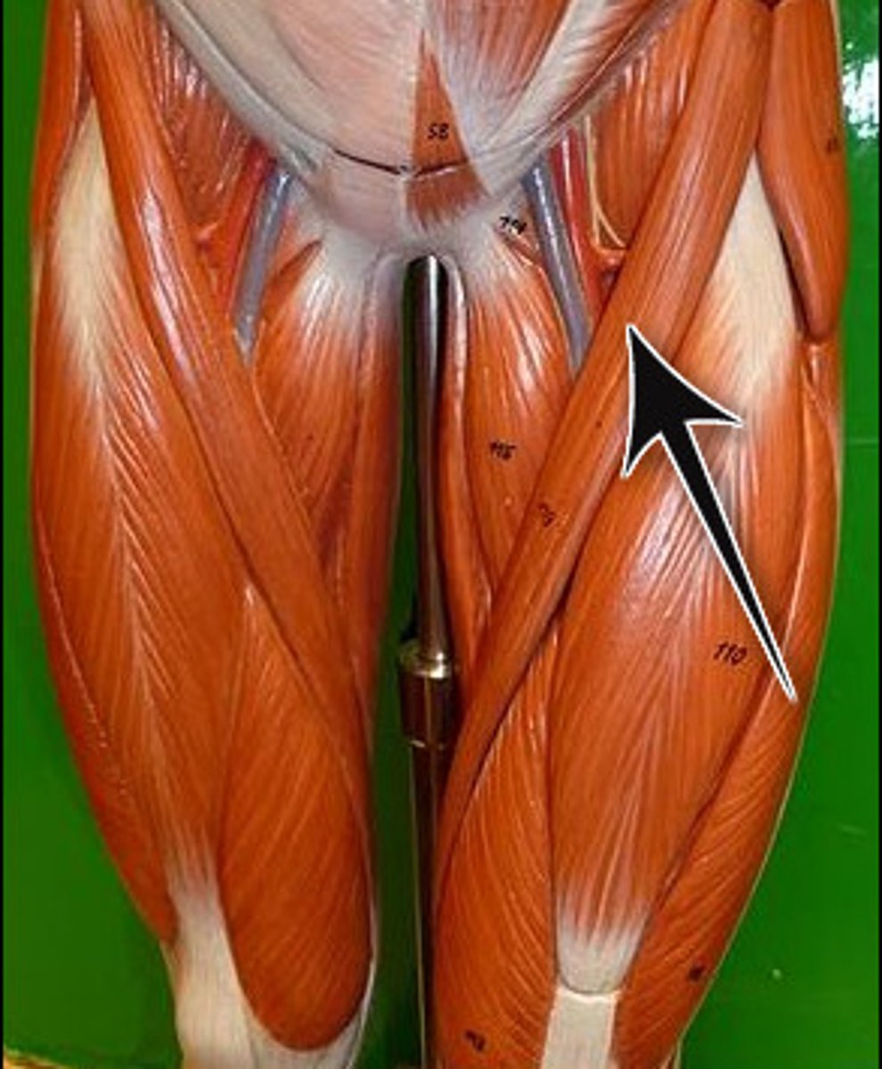 <p>Action - flexes, abducts, and laterally rotates thigh at the hip; flexes knee</p><p>Origin - anterior superior illiac spine</p><p>Insertion - Tibia (body)</p>