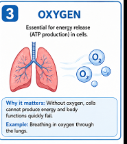 <p>A gas needed by cells to release energy from food and make ATP.<br>Example: Oxygen from the lungs is carried by the blood to body cells.</p>