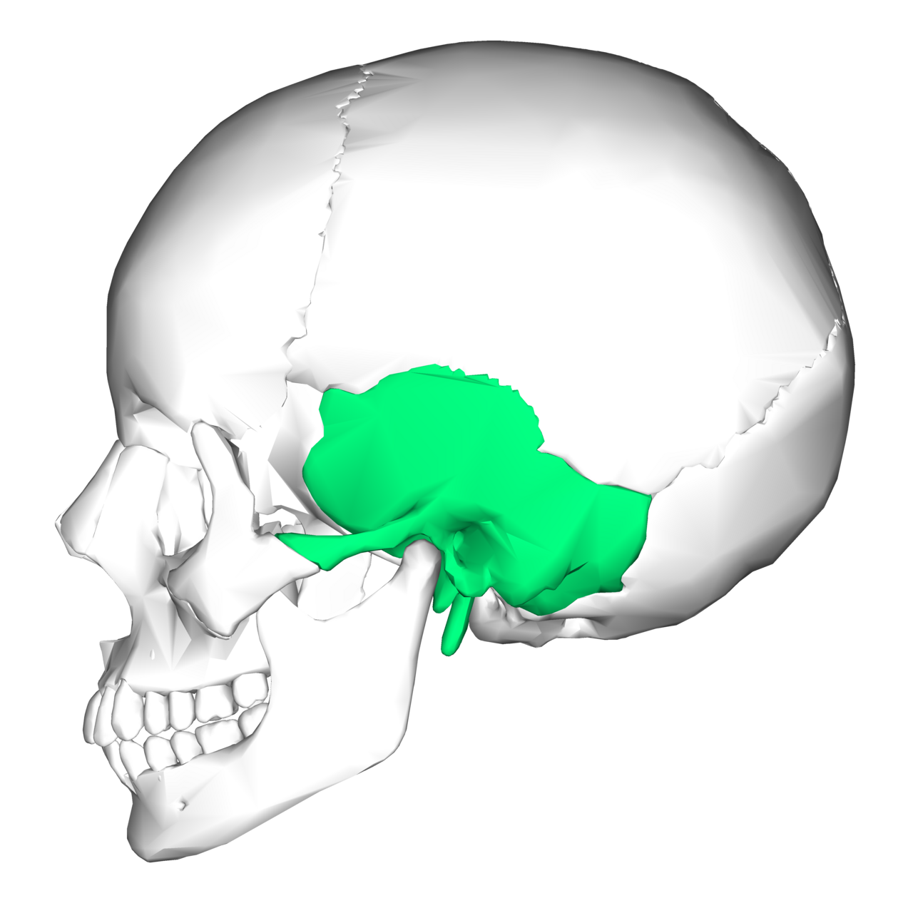 <p>What bone?</p>