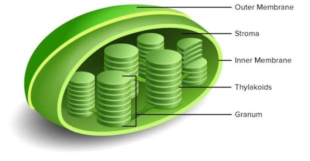 <p><span>found in plants and algae, sites of photosynthesis that contain the green pigment chlorophyll</span></p>
