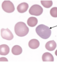 <p>what type of cell is this</p>