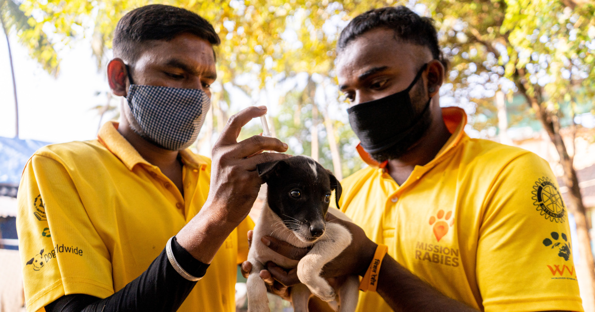 <p><strong>One Health Example:</strong></p><ul><li><p>&nbsp;Mass vaccination of dogs against disease and education&nbsp;campaigns among affected populations (e.g. India) </p></li></ul><p></p>