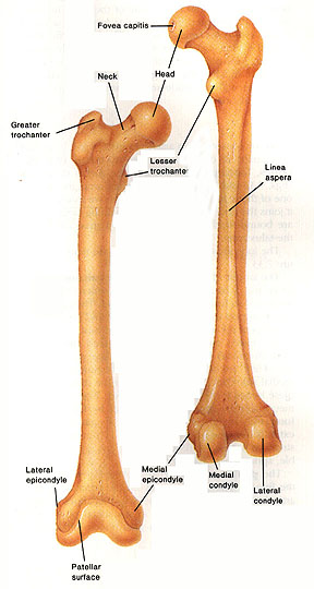 <p>raised area above a condyle</p>