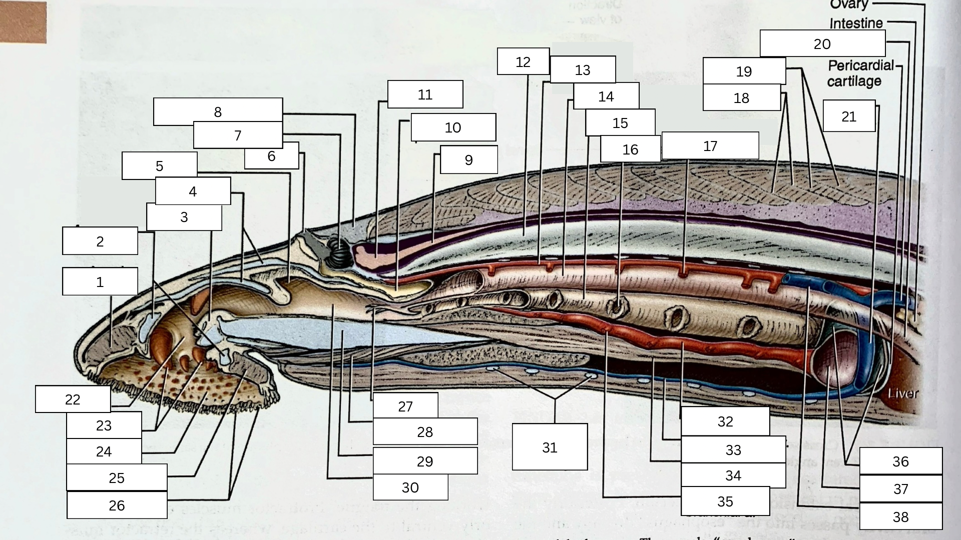 <p>What is structure #1 in the sagittal section of the lamprey? </p>