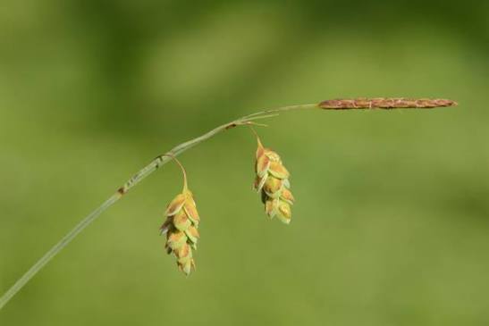 <p>Blad blågrå, rännlika. Kärr och mossar</p>