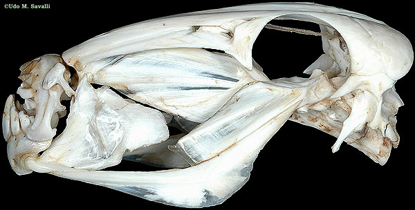 <p>Durophagy-style teeth</p>