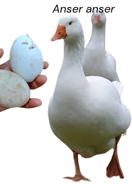 <ul><li><p>Meat type</p></li><li><p>30-40 eggs</p></li><li><p>9-12kg at 24-28 weeks</p></li><li><p>Germany</p></li><li><p>Pure white plumage, orange bill and legs, fast- growing, excellent meat yield, and calm temperament</p></li></ul><p></p>