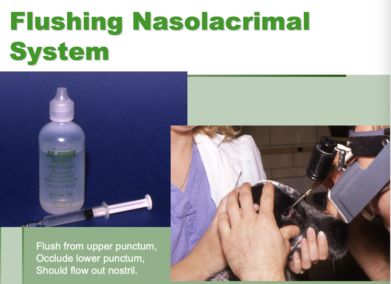<p>Flush from upper punctum while occluding lower punctum. </p><p>Should flow out nostril.</p>