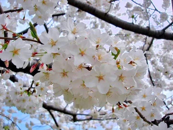 <p>Yoshino Cherry</p>
