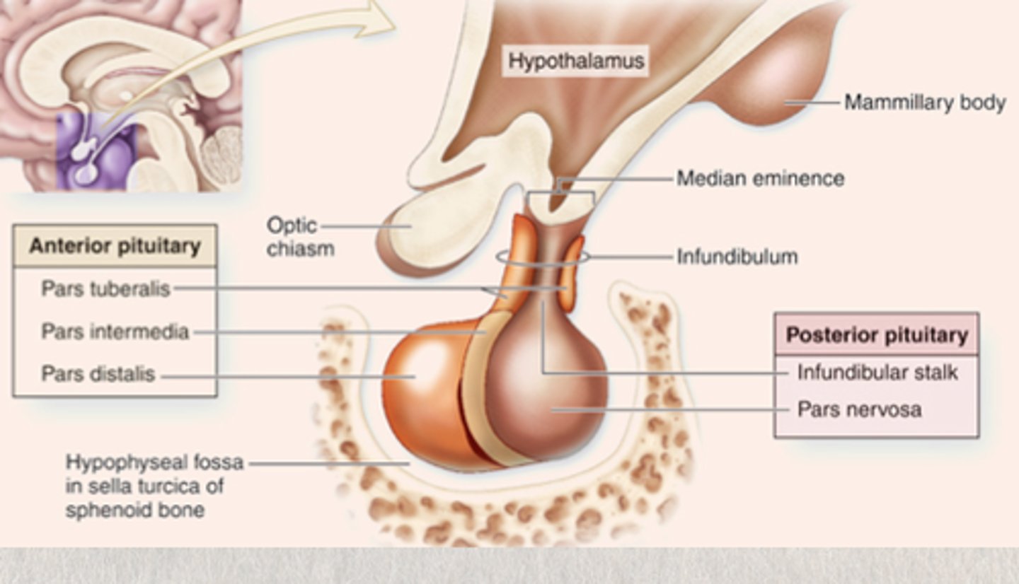 <p>The posterior lobe of the pituitary gland secretes ADH and Oxytocin. The release of these hormones occurs directly as a result of neural input to the hypothalamus</p><p>(They require instantaneous processing of full-body sensory data and must coordinate immediate, survival-level behavioural responses.)</p>