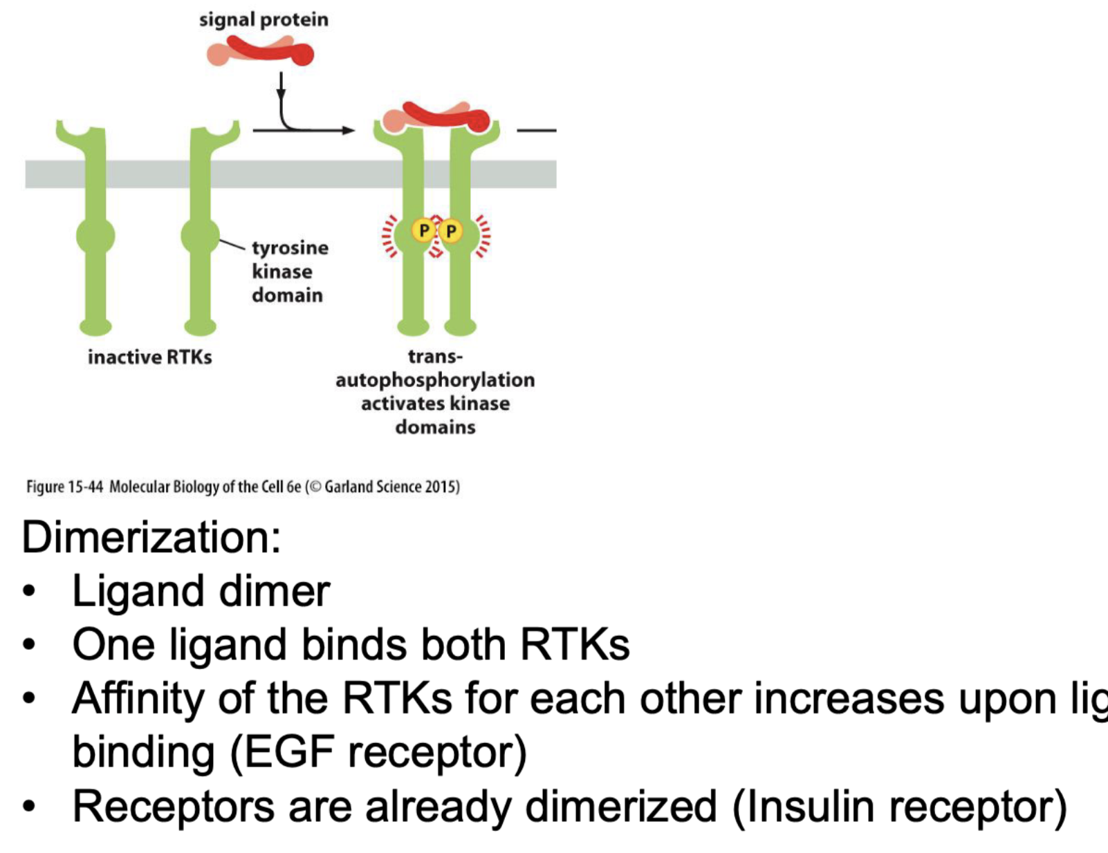 <ul><li><p>Yes many (know growth one EGF as described earlier)<br></p></li><li><p>Mechanism:<br>Ligand bind to both, dimers.<br>bringing them together, RTK affinity for each other increases when closer together.<br>Then they bind through a tyrosine kinase domain.</p></li></ul><p>Als een relatie therapeut dan trouwen ze en activeren ze en krijgen kinderen.</p><p></p><ul><li><p>Ones dimerized:<br>SH2 and PTB can bind to receptor, to create the intracellular signaling complexes, to activate protein relay signal.</p></li></ul><p></p>