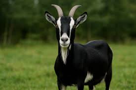 <p>What is the name of this breed?</p>