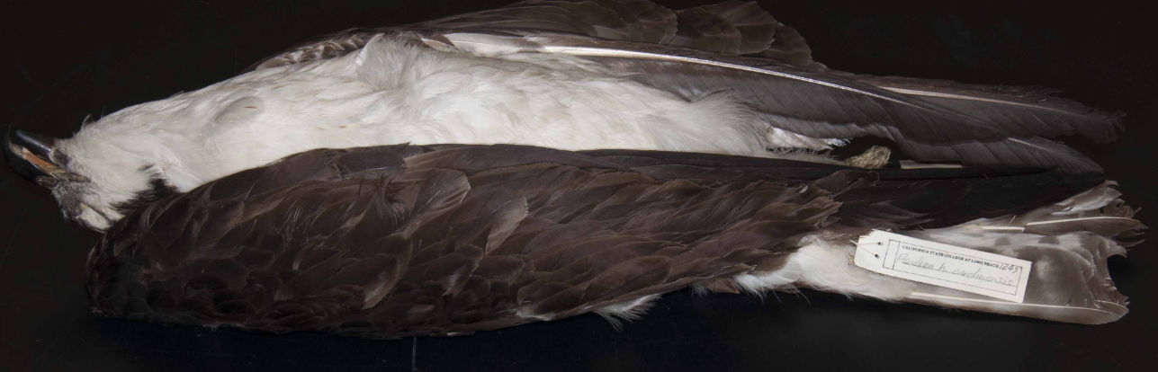 <p>Osprey</p>