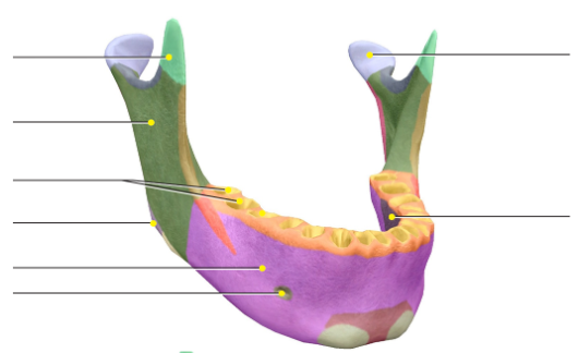 <p>Facial bone Mandible: mental tubercles</p>