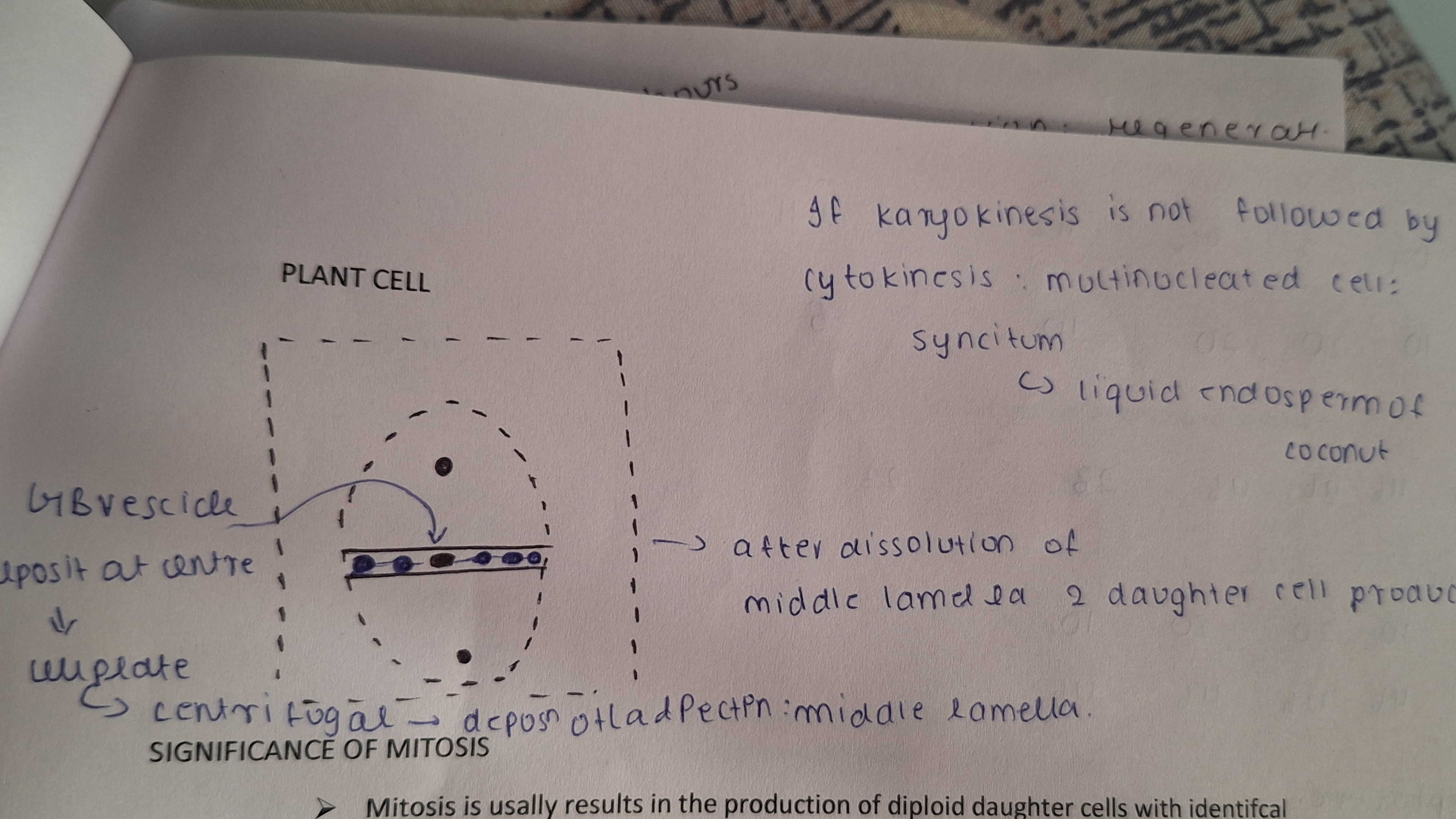 <p>Plant cell - cell plate </p><p class="has-focus">Deposition of GB vesicles taht release Calicut and pectin forming </p><p class="has-focus">Middle lamella ams desolation of this seamless result in 2 daughter cell </p><p class="has-focus">And failure of cytokinesis after karyo leads to syncytium </p><p class="has-focus">Animal cell furrow </p><p class="has-focus">Contracting ring formed at edges [ centripetal] </p><p class="has-focus">That invagination the cell leading to cenge to form 2 new cell </p><p class="has-focus">It differ in noth cause of presence kf inextensible cell wall in plants </p>