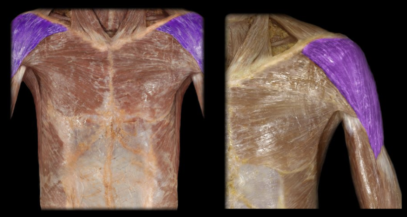 <p>What the highlighted structure is acting on the<strong> <mark data-color="#f7d3d3" style="background-color: rgb(247, 211, 211); color: inherit;">humerus</mark></strong>. What muscle is this called?</p>