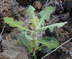 <p><strong>(<em>Lactuca serriola</em>)</strong> – Tall, spiny, vertical leaves; dry sites. <strong>Autotroph.</strong><br><strong>Uses:</strong> Minor edible/medicinal (wild lettuce latex mildly sedative).</p>